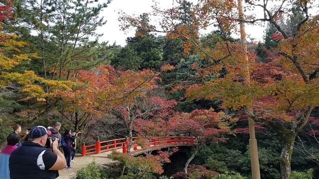 Autumn leaves at Miyajima Momijidani Park, Japan