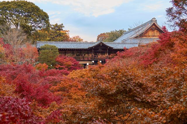 Autumn leaves at Tofuku-ji Temple, Japan